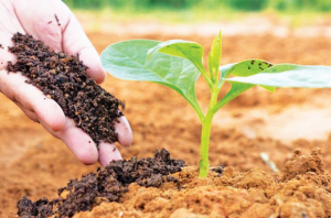 Incredible benefits of organic farming you must know 2