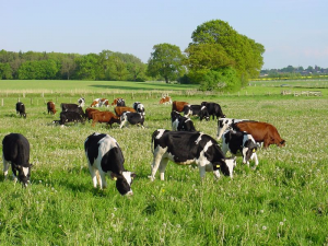 Incredible benefits of organic farming you must know 4