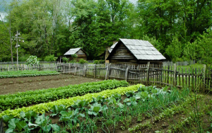Incredible benefits of organic farming you must know 6