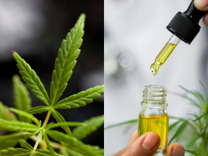 UNNECESSARY STIGMATIZATION OF CBD 2
