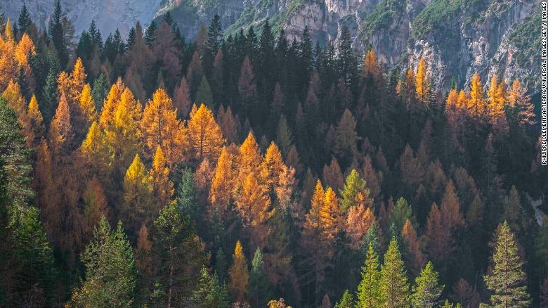 Trees are losing their leaves earlier because of climate change