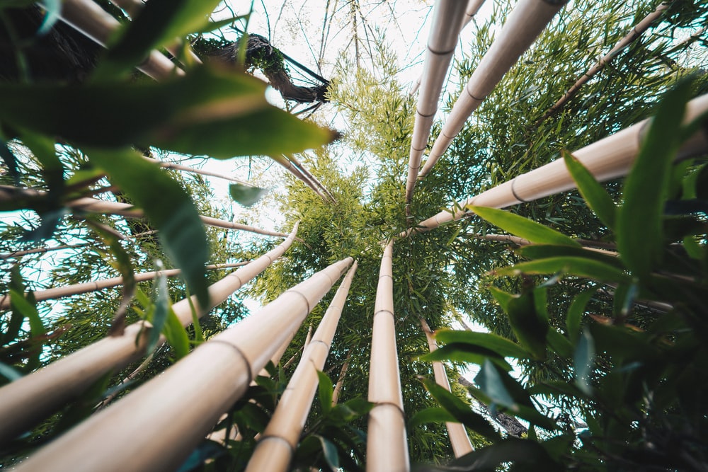 Bamboo: The Answer to Plastic Menace?