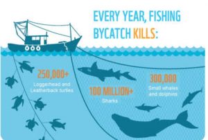 Fishing and its effect on the marine ecosystem 1
