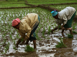 Government schemes promoting organic farming in India 4