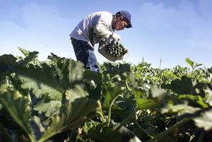 A guide on how to start an organic farm in India 5