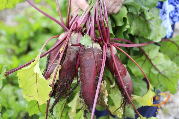 19 Crops You Should Try Growing This Fall or Winter
