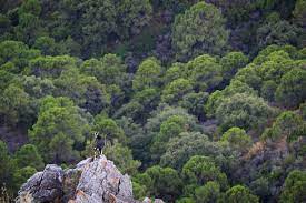 Why your immune system needs a forest