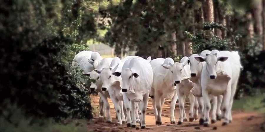 Gaushalas – The Cow Shelters and The Huge Economic Potential