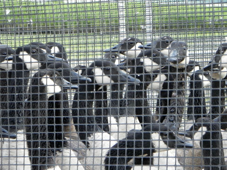 Stop Canada Geese From Being Slaughtered at a “Charity Harvest” in Illinois