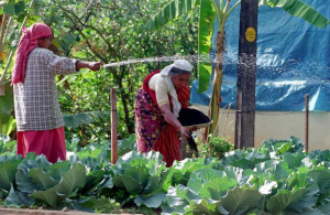 Greenstories-organic