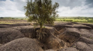 Deforestation and impacts on wildlife habitats 1