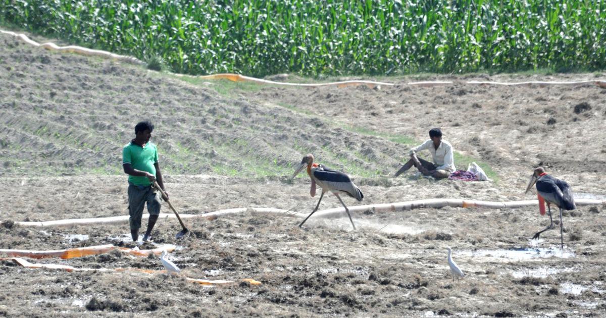 In Bihar, farmers have taken it upon themselves to protect the endangered Greater Adjutant Stork