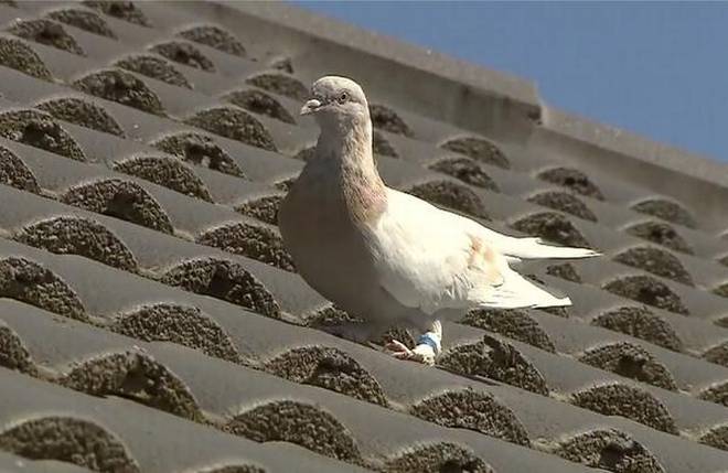 Australia to kill the racing pigeon that crossed Pacific from Oregon