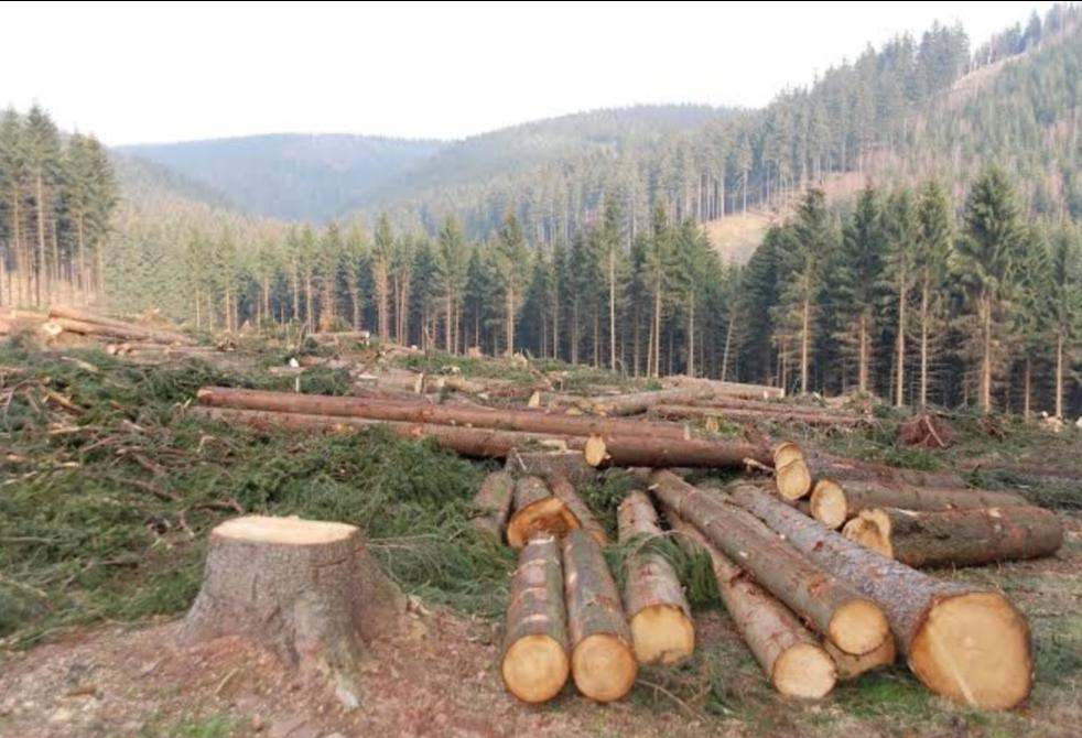 Deforestation and impacts on wildlife habitats