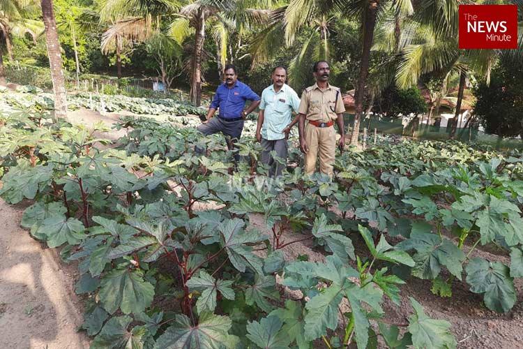 Prisoners at this open jail in Kerala are leading an agri revolution worth Rs 2 crore
