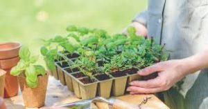 Seed companies can't keep up as more Americans turn to growing their own food 1 Seed companies can't keep up as more Americans turn to growing their own food 1