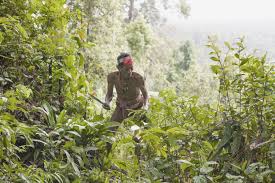 COVID-19 crisis tells world what Indigenous Peoples have been saying for thousands of years