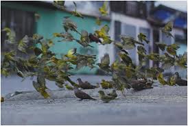 इस संकट की घड़ी में पशु-पक्षियों की सेवा करें और अपने दिल को खुश रखें 1