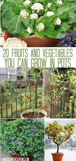 20 Fruits and Vegetables You Can Grow in Pots