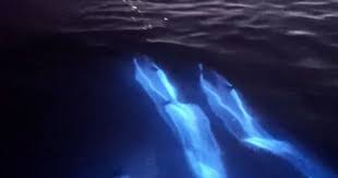 Glowing dolphins off the coast of California this week are almost too magical to believe