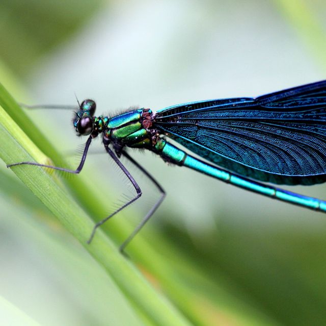 Dragonflies Can Help Eliminate Mosquitoes, So Try Planting These Flowers to Attract Them