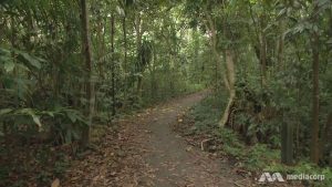 Singapore to plant 1 million trees, develop more gardens and parks by 2030 1