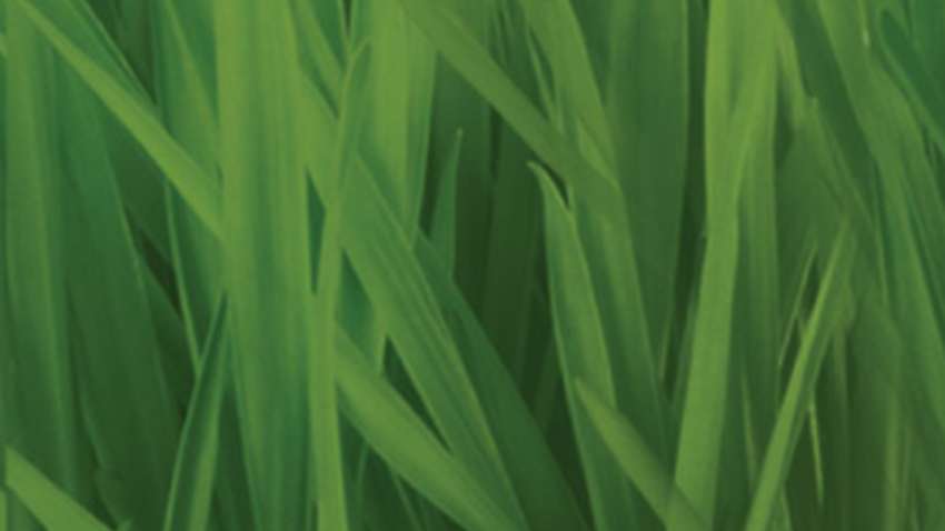 Wheatgrass juice benefits: Superfood! Should you add it to your daily diet?