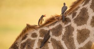 What would human history look like if told through our relationships with animals? 1