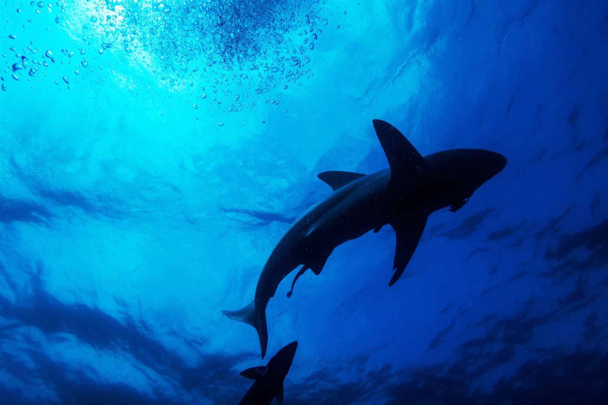 Empty seas: Oceanic shark populations dropped 71 percent since 1970