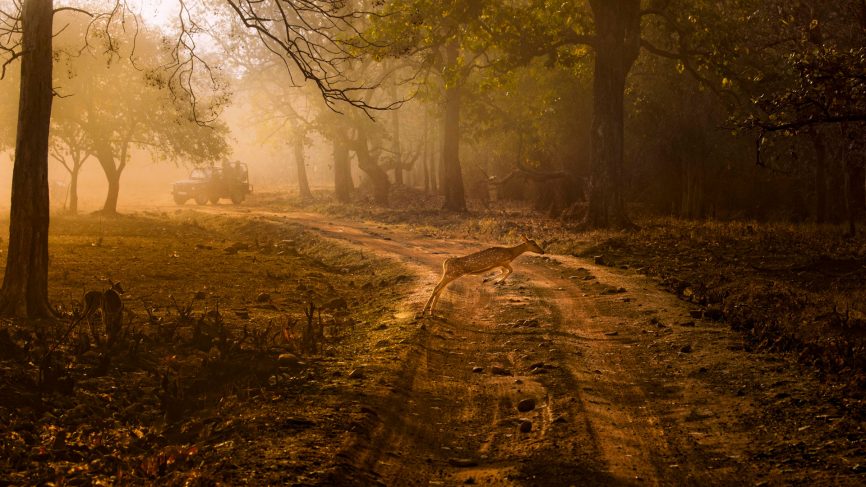 Is wildlife tourism essential?