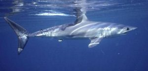 Oceanic sharks and rays have declined by over 70%: study 1