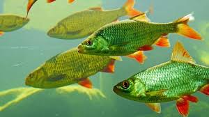 The Freshwater Fish Crisis