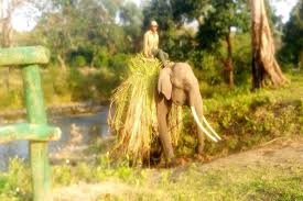 In a First, Manas National Park in Assam Introduces Cycle Safaris for Tourists