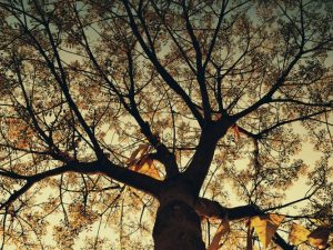 Rustle in the garden 1