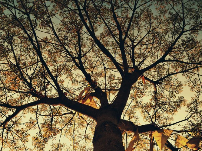 Rustle in the garden