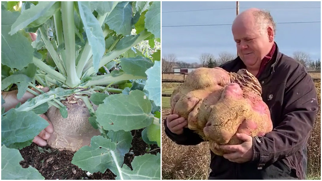 Canadian cabinetmaker grows the world’s heaviest turnip