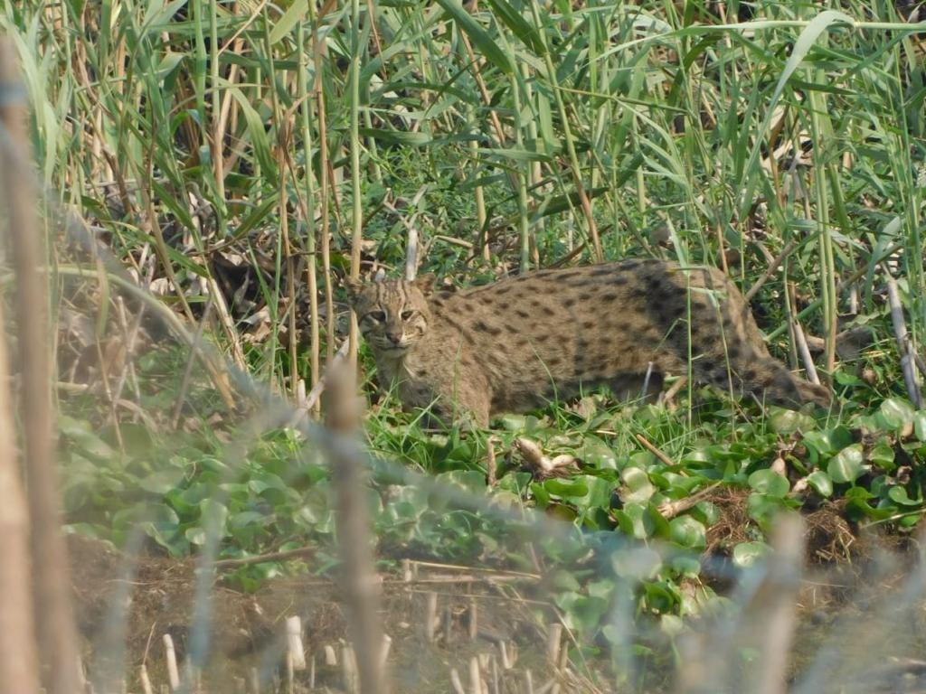 World Wildlife Day: First-ever survey on fishing cats of the Chilika starts
