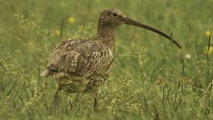 Curlew: Urgent work needed to save 'loved' endangered bird 1