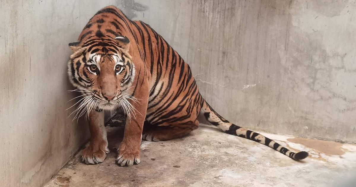 For the ‘tiger farms’ of Asia, the big cat is worth more dead than alive