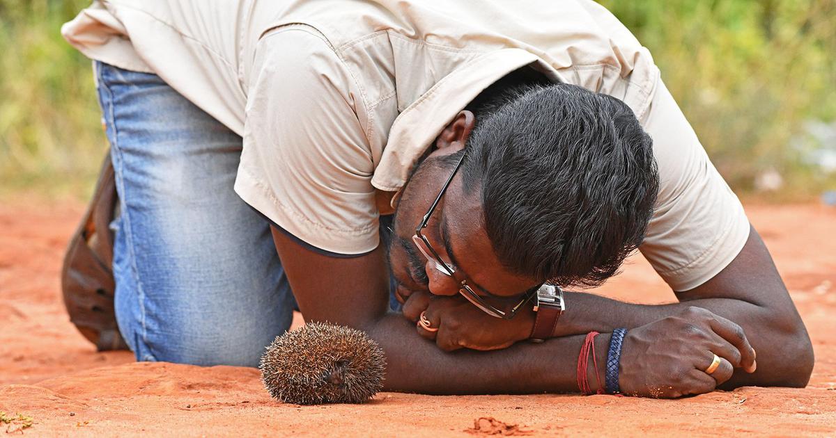 With a new comic book, an ecologist has stepped up his efforts to save the elusive Madras Hedgehog