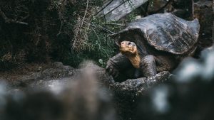 MEET THE MIRACULOUS ANIMALS THAT THE WORLD ONCE THOUGHT WERE EXTINCT 1