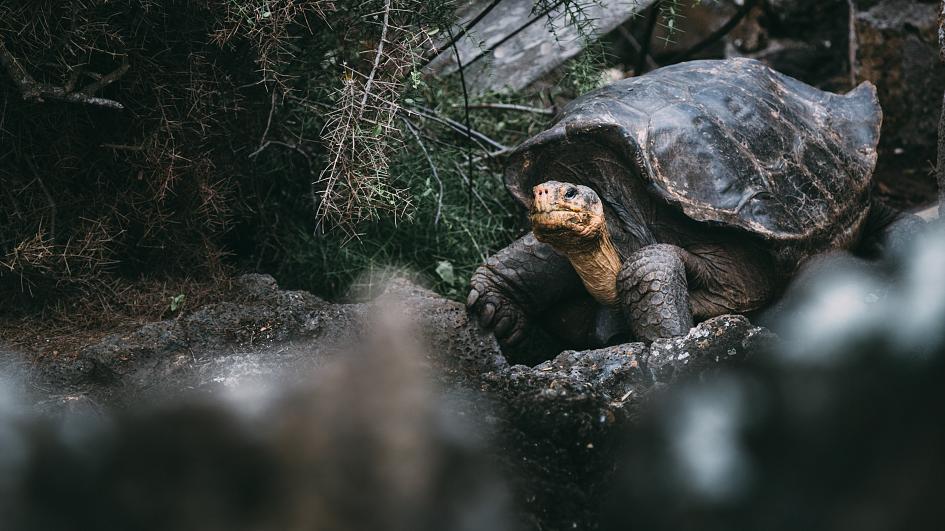 MEET THE MIRACULOUS ANIMALS THAT THE WORLD ONCE THOUGHT WERE EXTINCT