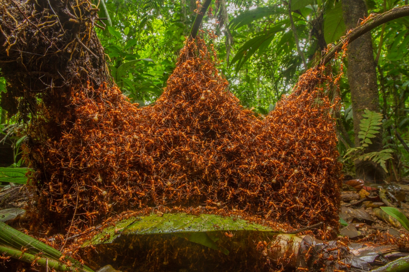 More Fun Than Fun: How Do Insect Societies Deal With Infectious Diseases?