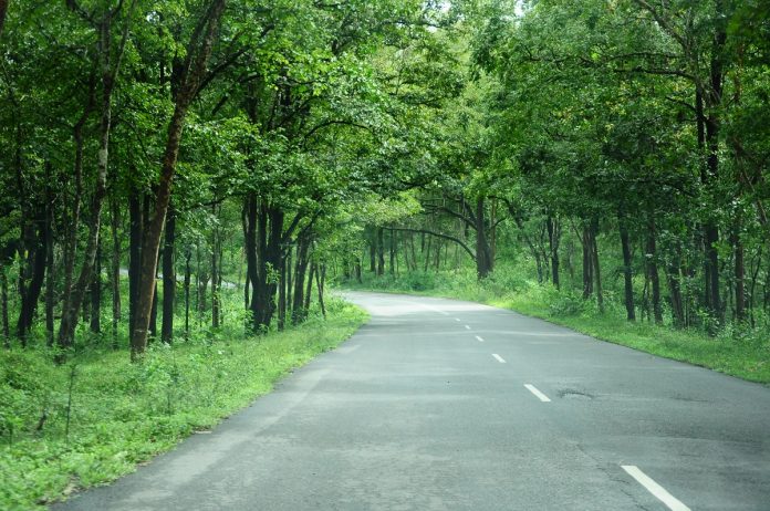 Survival rate of trees planted roadside best in Uttar Pradesh, Tamil Nadu, govt data shows
