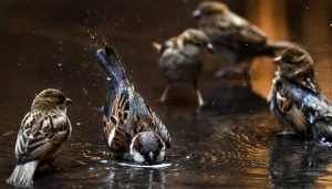 Is the sociable house sparrow finally making a comeback? 1