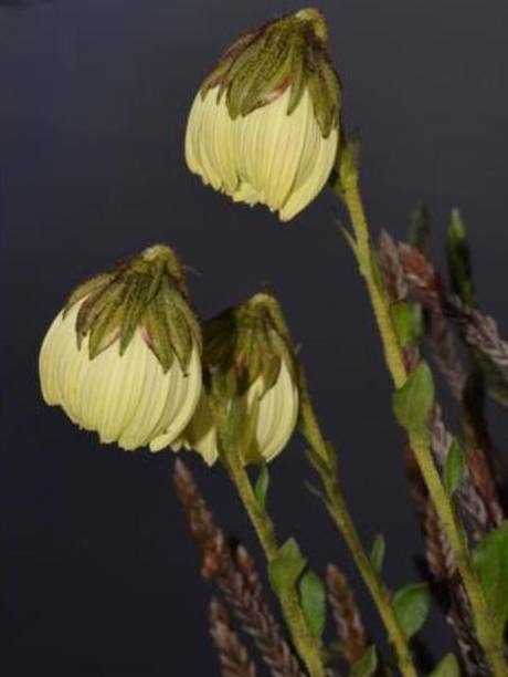 New Alpine Plant Species in India: Know all about Cremanthodium indicum discovered in Arunachal Pradesh