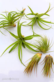How to Revive a Sick Air Plant