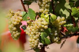 5 Ways To Add Grapes To Your Meal For a Nutrient-rich Palate