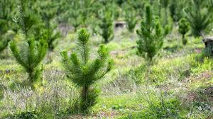 These 10 Golden Rules for Planting Trees Could Help Save the Planet