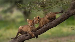 World Wildlife Day 2021: History, theme, images and significance